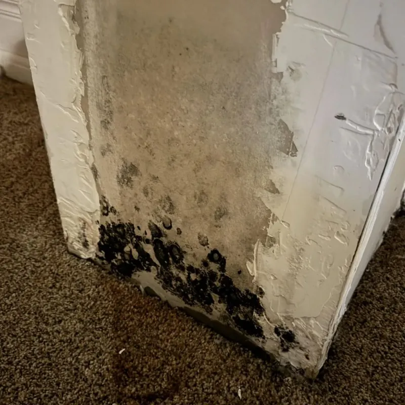 Professional Mold Removal in Tryon, NC